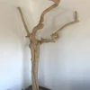 Javatree papegaaienboom