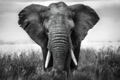 Schilderij op glas olifant